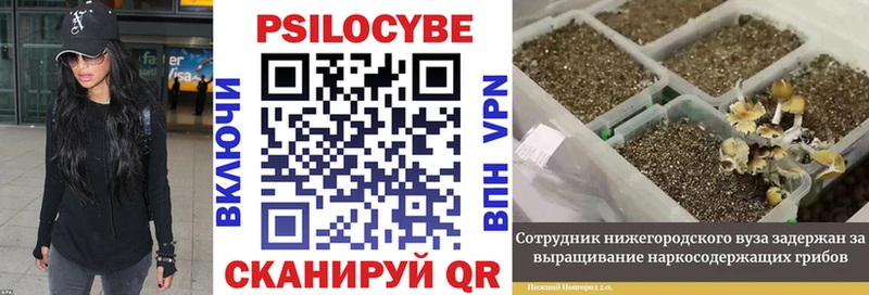 Купить  Лысково  Галлюциногенные грибы Cubensis 